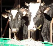 vaches-florimontoises-abritees-en-hiver